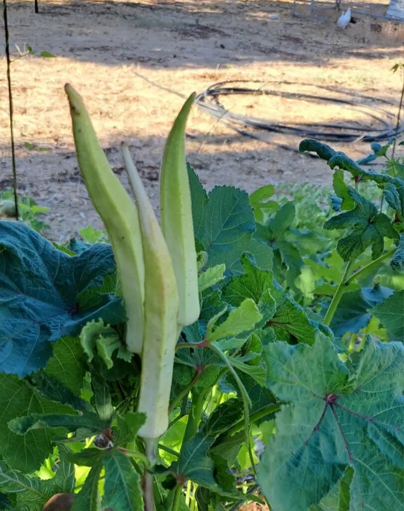 פיתוח חדשני של במיה תוצרת כחול לבן