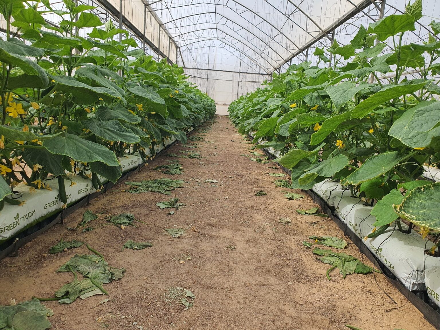 מצע חדש של חברת אור פחם פתרון ללא ריסוסים לירקות – צילום אור פחם