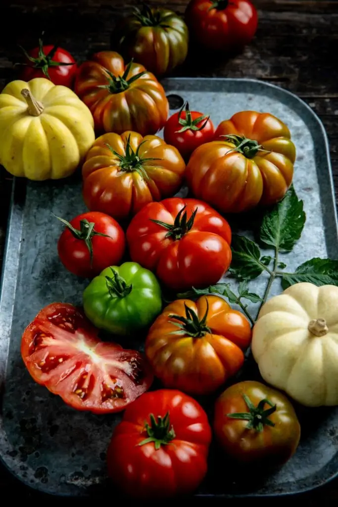 עגבניות סופי. צילום אדמה מכתשים